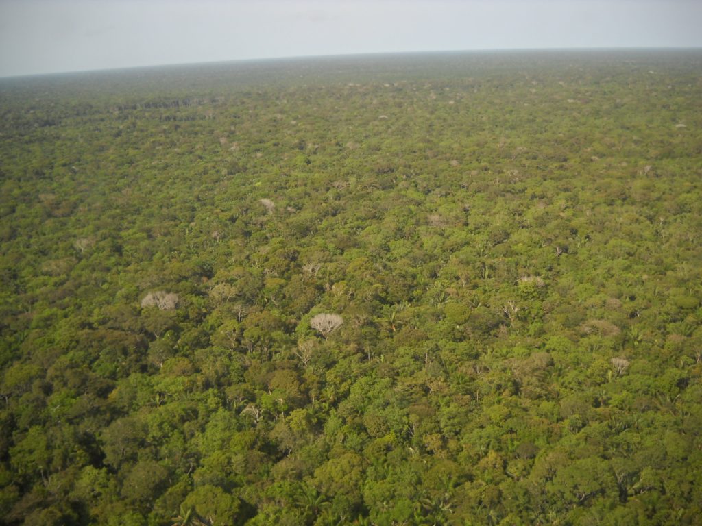 Zbog čega su kišne šume Amazonije važne?