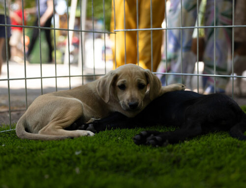 Završen festival pasa, udomljeno 15 kuca