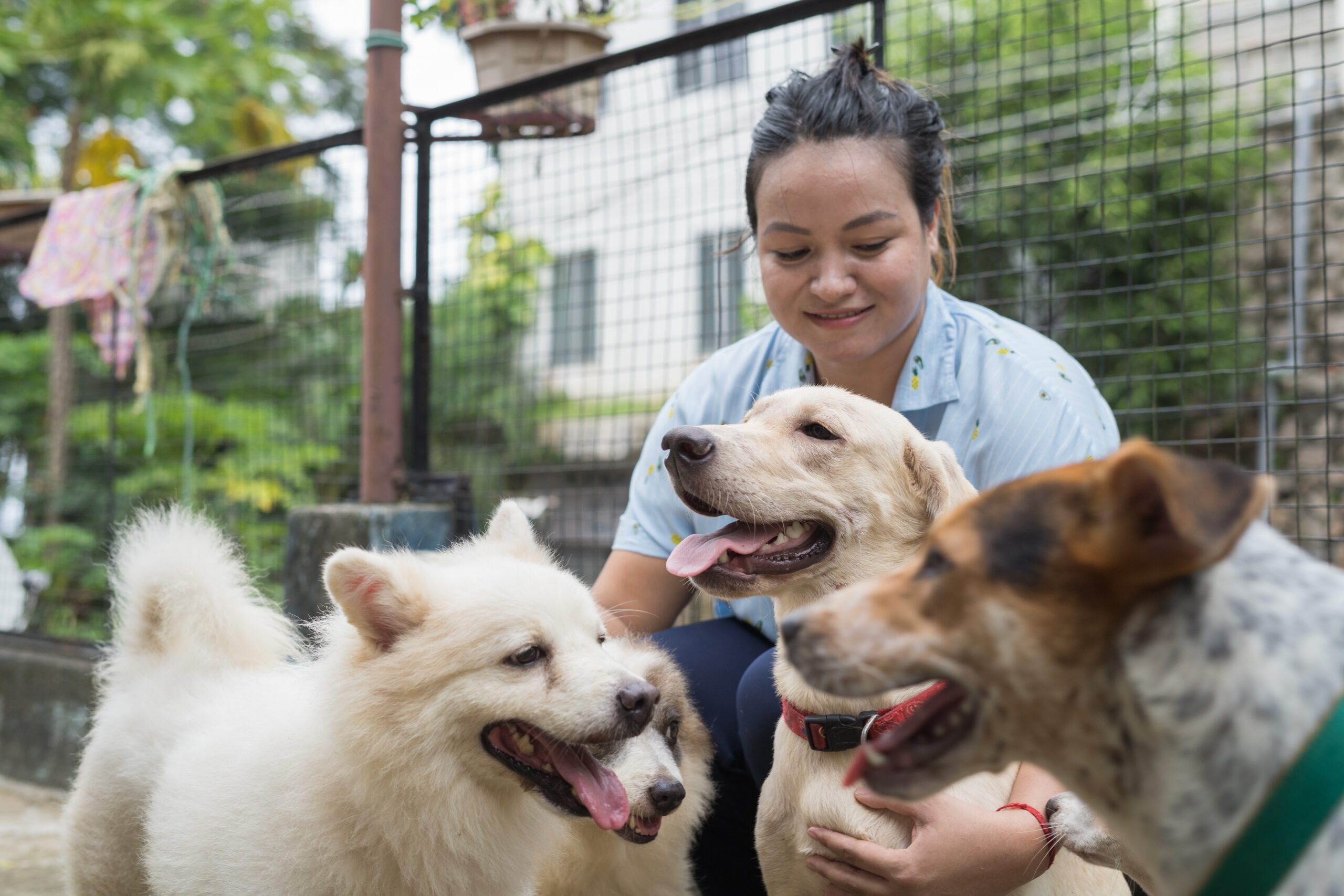 Akcija pomoći napuštenim psima i mačkama širom Srbije