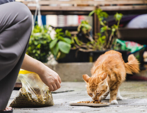 Akcija pomoći napuštenim psima i mačkama širom Srbije